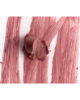 Picture of Peptide Lip Shape - Lift